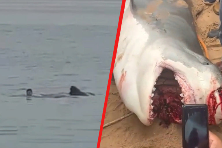 Акула-убийца напала на русского туриста в Хургаде!
