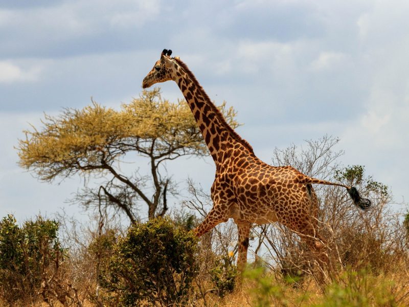Великая миграция: природное чудо и туристическая достопримечательность Кении