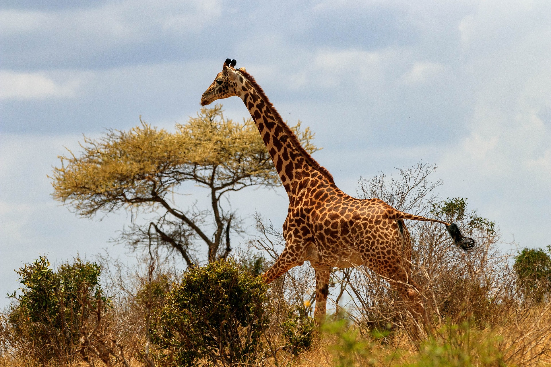 Великая миграция: природное чудо и туристическая достопримечательность Кении