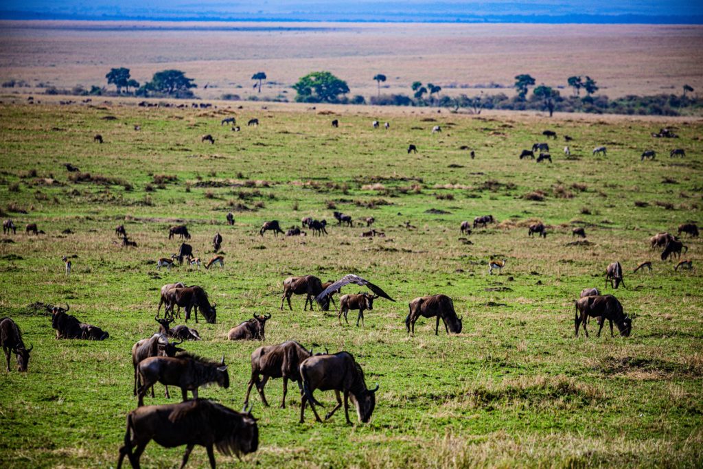 кения антилопы гну