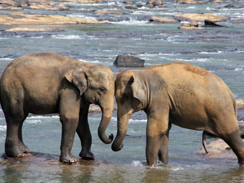 В гости к исполинам: слоны Шри-Ланки