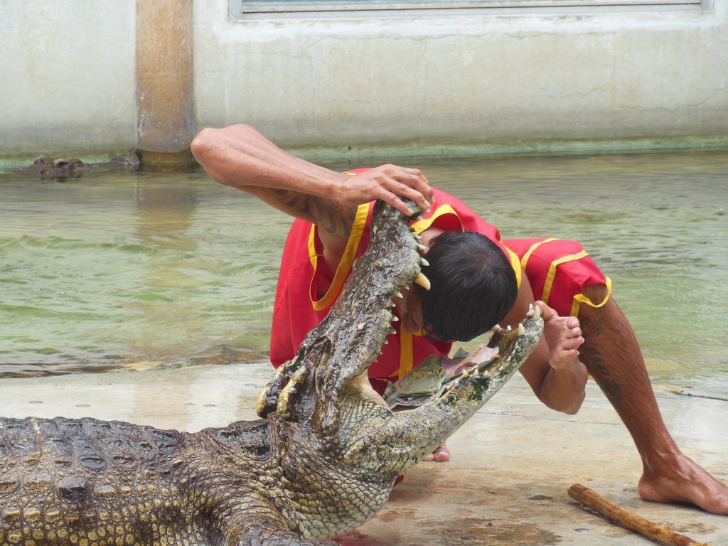 таиланд шоу с крокодилами
