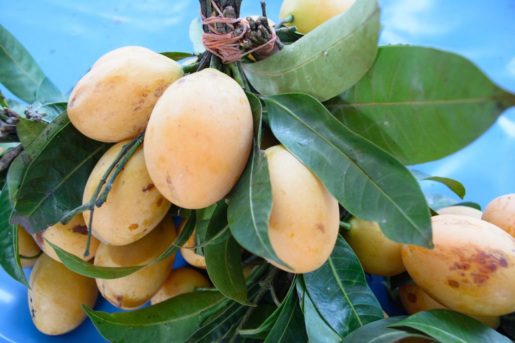 таиланд манго