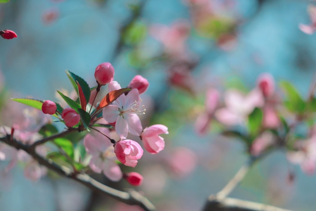 цветение вишни шанхай