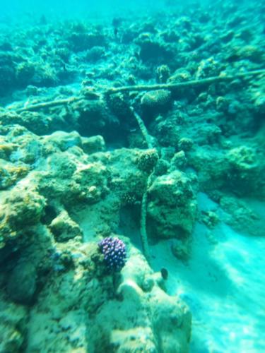 подводный мир красного моря