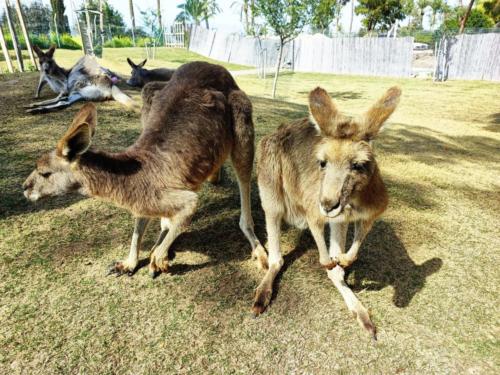 парк кенгуру в израиле